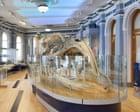 Hull Maritime Museum Reopens with Whale Skeleton and ‘Monkey Mermaid’