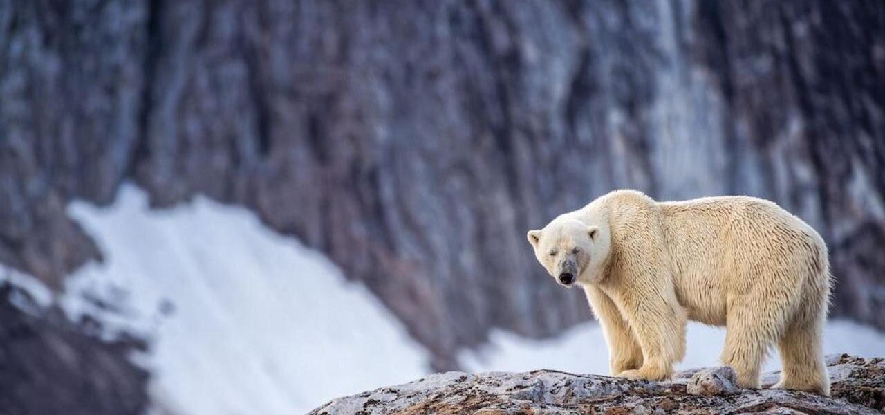 Individual Fined for Using Foghorn to Wake Sleeping Polar Bear Individual Fined for Using Foghorn to Wake Sleeping Polar Bear