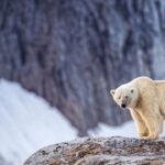 Individual Fined for Using Foghorn to Wake Sleeping Polar Bear