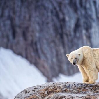 Individual Fined for Using Foghorn to Wake Sleeping Polar Bear