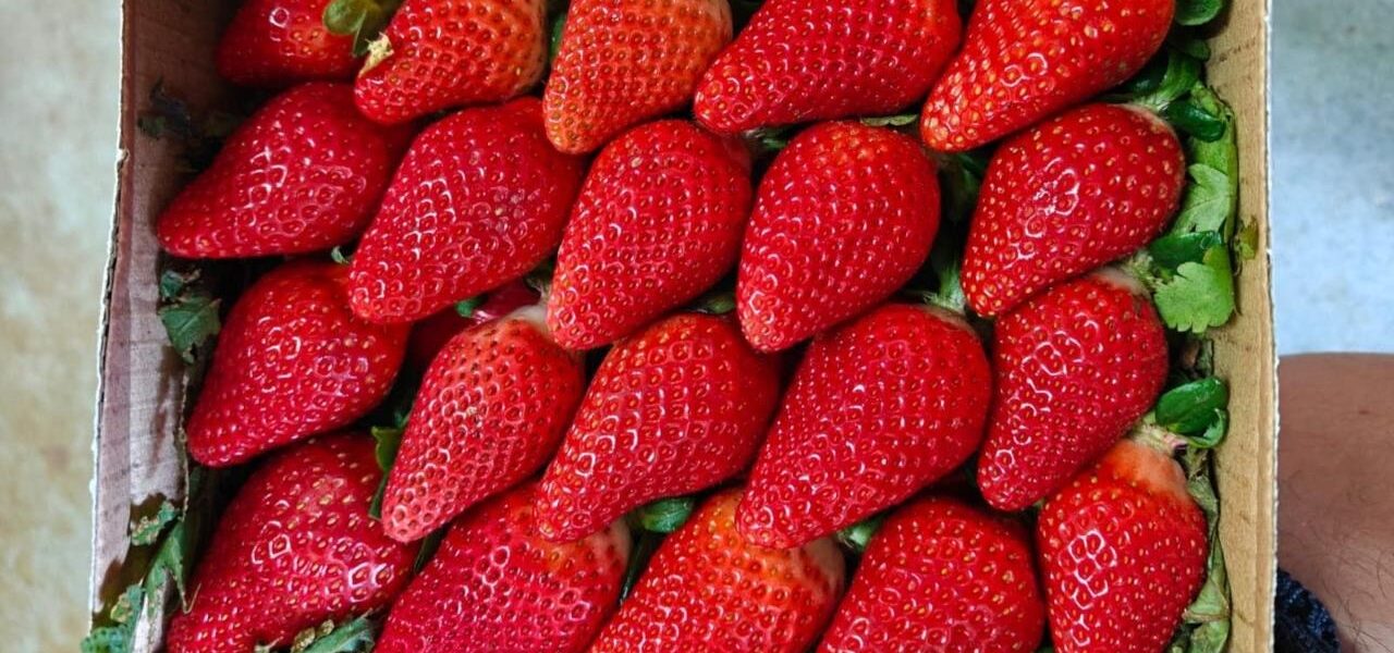 India Aims to Become a Major Strawberry Exporter India Aims to Become a Major Strawberry Exporter