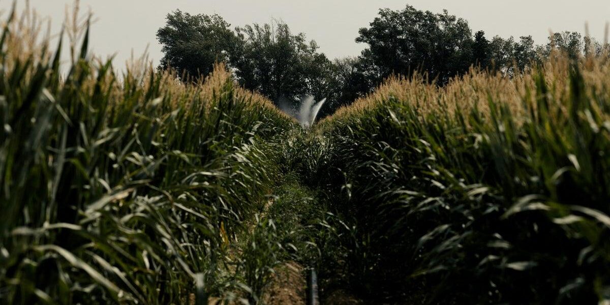 UK Farmers Eye New Crops Amid Rising Temperatures and Climate Shifts UK Farmers Eye New Crops Amid Rising Temperatures and Climate Shifts