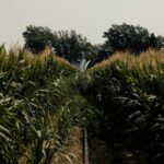 UK Farmers Eye New Crops Amid Rising Temperatures and Climate Shifts UK Farmers Eye New Crops Amid Rising Temperatures and Climate Shifts