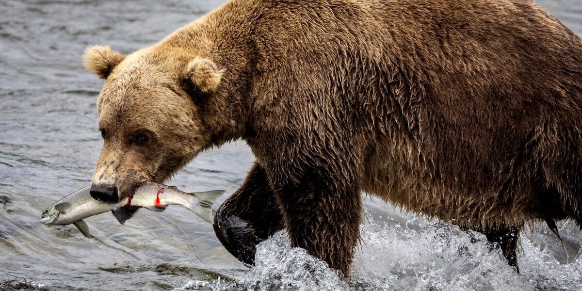 Alaska Community Divided Over Proposed Gold Mine in National Park Alaska Community Divided Over Proposed Gold Mine in National Park
