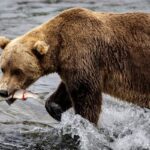 Alaska Community Divided Over Proposed Gold Mine in National Park