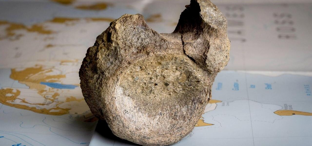 First Dinosaur Bone from Antarctica Discovered in Museum Drawer First Dinosaur Bone from Antarctica Discovered in Museum Drawer