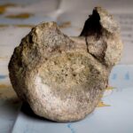 First Dinosaur Bone from Antarctica Discovered in Museum Drawer