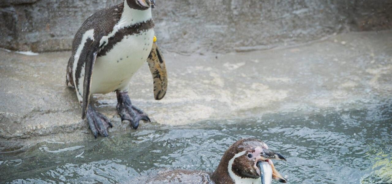 Cornish Sardines Replace Imported Fish in Penguin Diet at UK Wildlife Attraction Cornish Sardines Replace Imported Fish in Penguin Diet at UK Wildlife Attraction