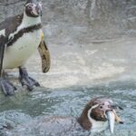 Cornish Sardines Replace Imported Fish in Penguin Diet at UK Wildlife Attraction