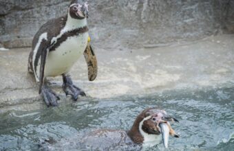 Cornish Sardines Replace Imported Fish in Penguin Diet at UK Wildlife Attraction