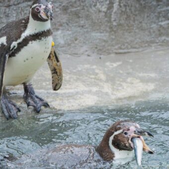 Cornish Sardines Replace Imported Fish in Penguin Diet at UK Wildlife Attraction Cornish Sardines Replace Imported Fish in Penguin Diet at UK Wildlife Attraction
