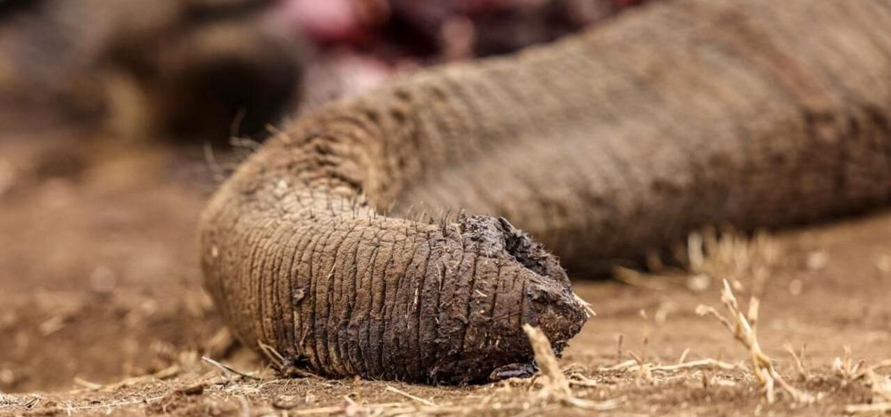 Four Arrested in Kenya Over Suspected Elephant Poisoning Four Arrested in Kenya Over Suspected Elephant Poisoning