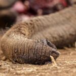 Four Arrested in Kenya Over Suspected Elephant Poisoning Four Arrested in Kenya Over Suspected Elephant Poisoning