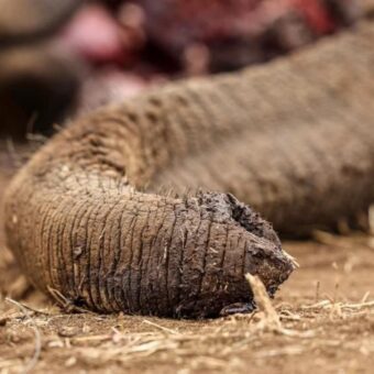Four Arrested in Kenya Over Suspected Elephant Poisoning Four Arrested in Kenya Over Suspected Elephant Poisoning