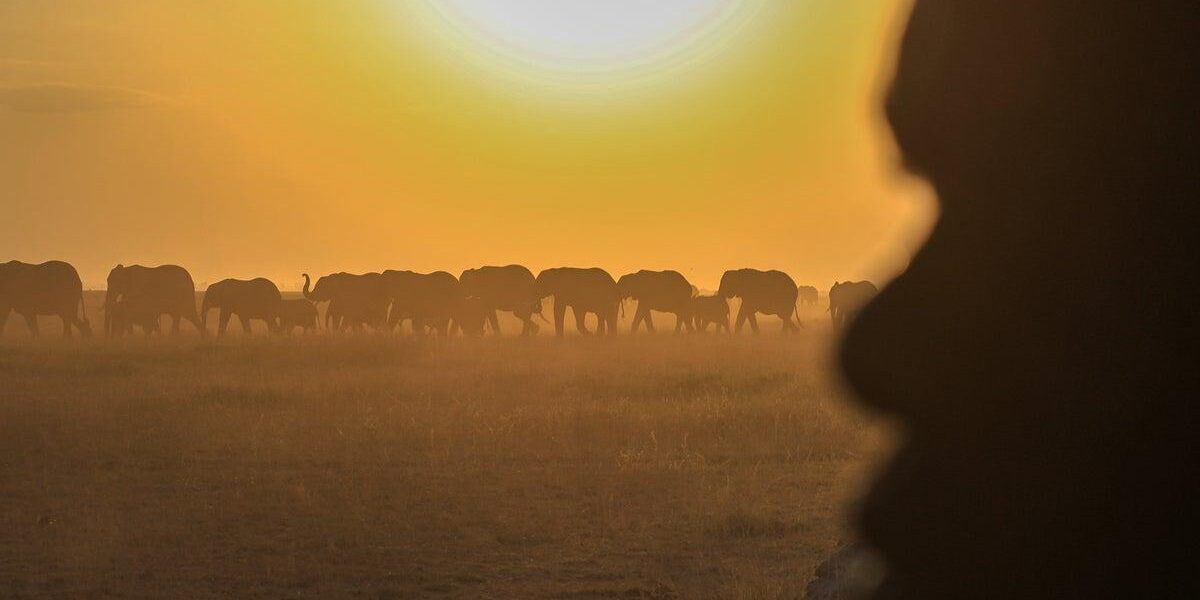 Investigation Launched as Fifteen Elephants Die After Consuming Tomatoes Near Kenya’s Amboseli National Park Investigation Launched as Fifteen Elephants Die After Consuming Tomatoes Near Kenya’s Amboseli National Park