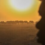 Investigation Launched as Fifteen Elephants Die After Consuming Tomatoes Near Kenya’s Amboseli National Park Investigation Launched as Fifteen Elephants Die After Consuming Tomatoes Near Kenya’s Amboseli National Park