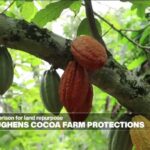 Ghana Enacts Severe Penalties for Repurposing Cocoa Land