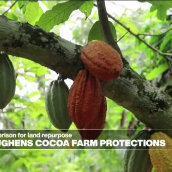 Ghana Enacts Severe Penalties for Repurposing Cocoa Land Ghana Enacts Severe Penalties for Repurposing Cocoa Land