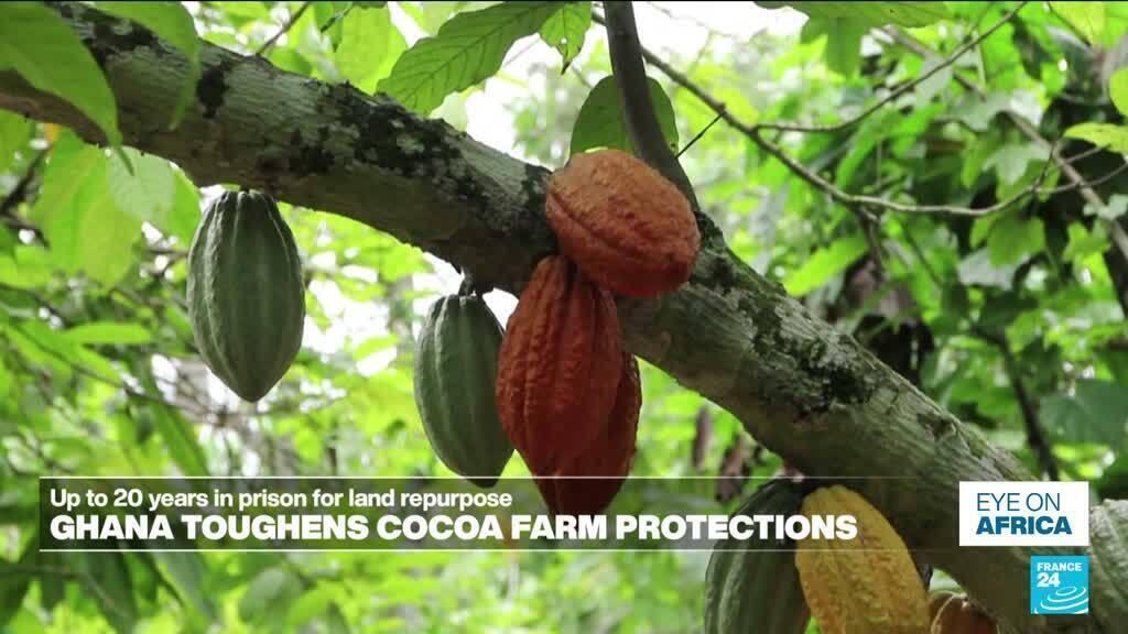Ghana Enacts Severe Penalties for Repurposing Cocoa Land Ghana Enacts Severe Penalties for Repurposing Cocoa Land