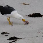 Australia Confirms First H5N1 Bird Flu Case in a Mammal
