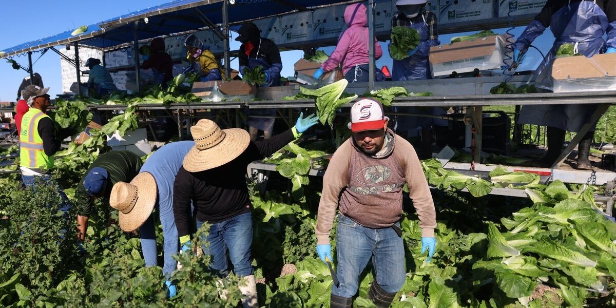 Cyclosporiasis Outbreaks Surge: Trump Administration Claims Food Safety Despite Unknown Causes