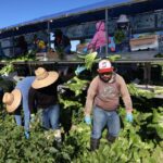 Cyclosporiasis Outbreaks Surge: Trump Administration Claims Food Safety Despite Unknown Causes Cyclosporiasis Outbreaks Surge: Trump Administration Claims Food Safety Despite Unknown Causes
