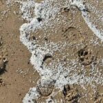 Volunteers Demand National Disaster Declaration Amid Plastic Spill Crisis Volunteers Demand National Disaster Declaration Amid Plastic Spill Crisis