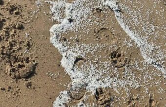 Volunteers Demand National Disaster Declaration Amid Plastic Spill Crisis Volunteers Demand National Disaster Declaration Amid Plastic Spill Crisis