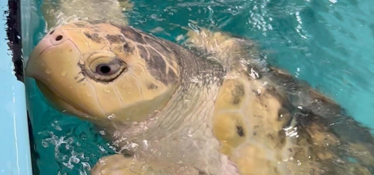 Kemp’s Ridley Sea Turtle Flown from Wales to Caribbean
