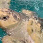 Kemp’s Ridley Sea Turtle Flown from Wales to Caribbean