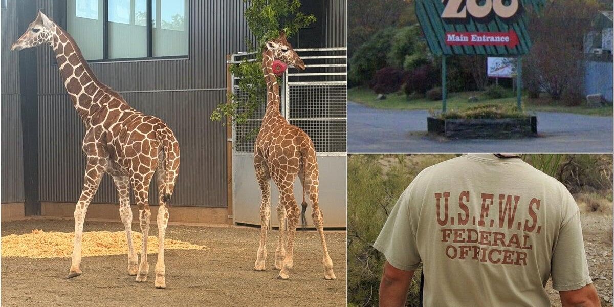 Federal Investigation Reveals Inside Job in Virginia Zoo Giraffe Disappearance Federal Investigation Reveals Inside Job in Virginia Zoo Giraffe Disappearance