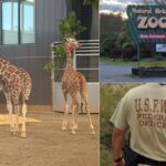 Federal Investigation Reveals Inside Job in Virginia Zoo Giraffe Disappearance Federal Investigation Reveals Inside Job in Virginia Zoo Giraffe Disappearance