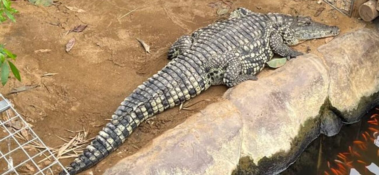 Boy Attacked by Crocodile at Johnsons Zoological Gardens Returns Home