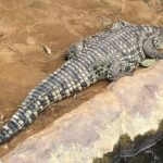 Boy Attacked by Crocodile at Johnsons Zoological Gardens Returns Home Boy Attacked by Crocodile at Johnsons Zoological Gardens Returns Home