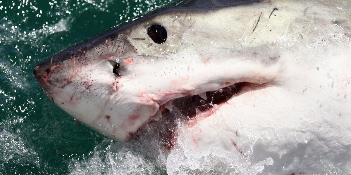 El Nio Phenomenon Drives White Sharks and Sea Snakes to California Coasts