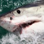 El Nio Phenomenon Drives White Sharks and Sea Snakes to California Coasts El Nio Phenomenon Drives White Sharks and Sea Snakes to California Coasts