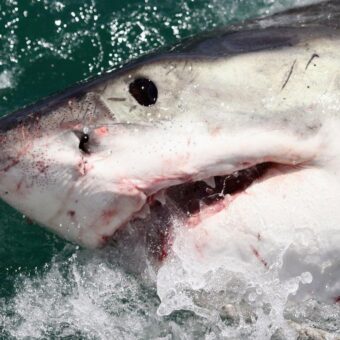 El Nio Phenomenon Drives White Sharks and Sea Snakes to California Coasts