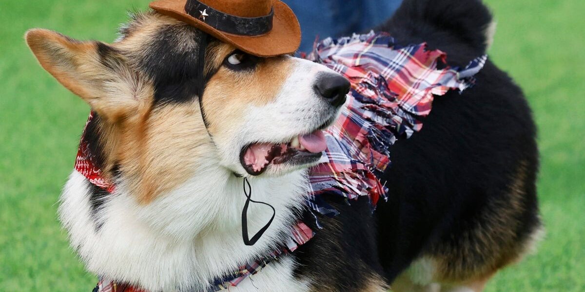 150 Corgis from Nine Countries Compete in International Costume and Bark Contests 150 Corgis from Nine Countries Compete in International Costume and Bark Contests