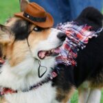 150 Corgis from Nine Countries Compete in International Costume and Bark Contests