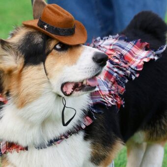 150 Corgis from Nine Countries Compete in International Costume and Bark Contests 150 Corgis from Nine Countries Compete in International Costume and Bark Contests