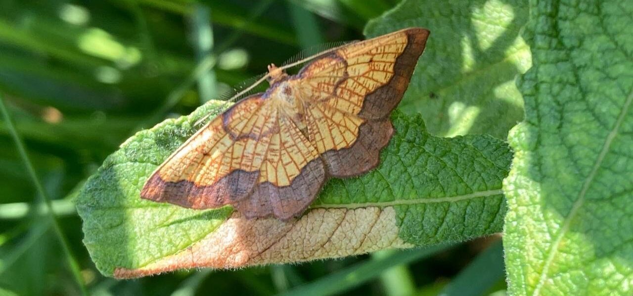 Rare Moth Population Rediscovered in UK After 70 Years