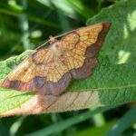 Rare Moth Population Rediscovered in UK After 70 Years Rare Moth Population Rediscovered in UK After 70 Years