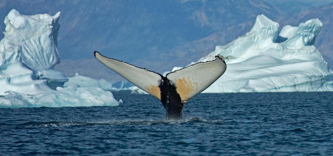Climate Change: Giant Whales Flock to Greenland Waters as Ice Disappears Climate Change: Giant Whales Flock to Greenland Waters as Ice Disappears