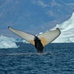 Climate Change: Giant Whales Flock to Greenland Waters as Ice Disappears Climate Change: Giant Whales Flock to Greenland Waters as Ice Disappears