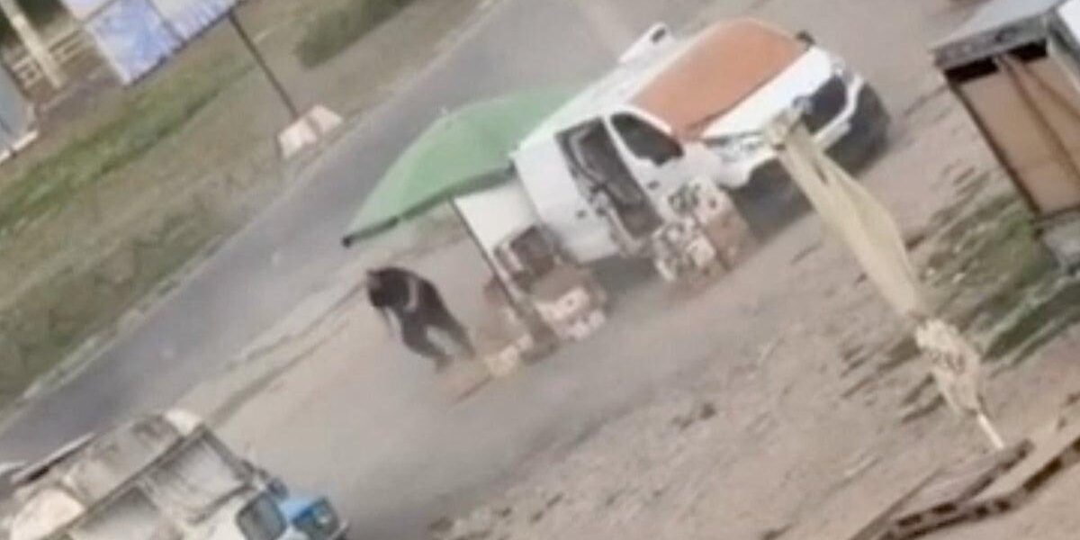 Putin Accused of War Crime After Drone Targets Market Vendor in Ukraine Putin Accused of War Crime After Drone Targets Market Vendor in Ukraine