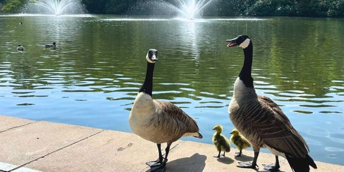 Tennis Club Accused of Concealing Goose Culling