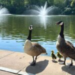 Tennis Club Accused of Concealing Goose Culling