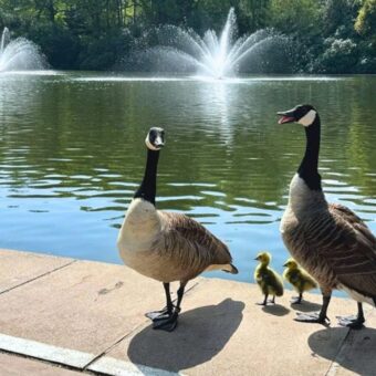 Tennis Club Accused of Concealing Goose Culling Tennis Club Accused of Concealing Goose Culling