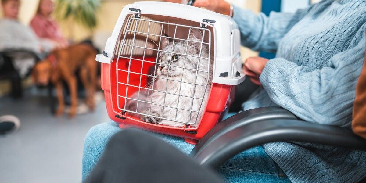 Identifying Feline Dementia: Key Signs and Management Strategies