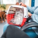 Identifying Feline Dementia: Key Signs and Management Strategies